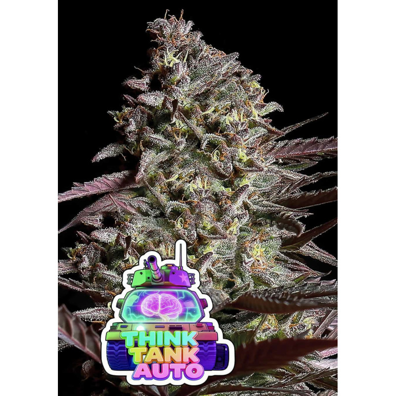 Think Tank Auto de Anesia Seeds