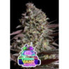 Think Tank Auto de Anesia Seeds