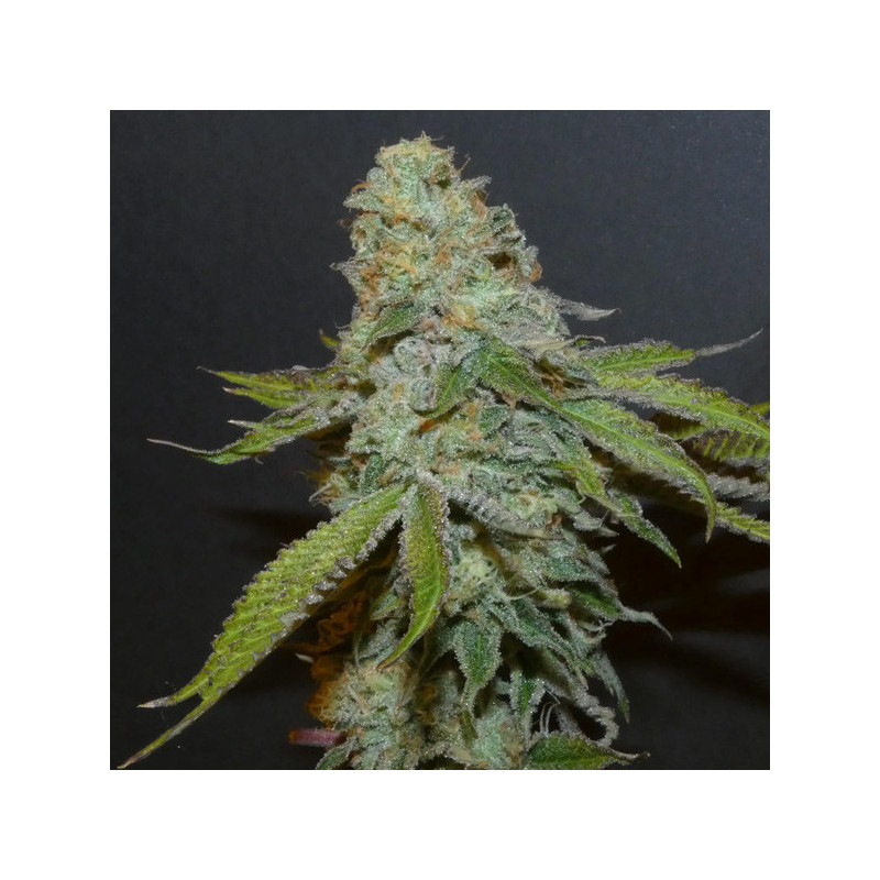 Boofalicius Bask Triangle Farms 3+1 semillas