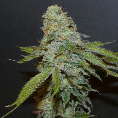 Boofalicius Bask Triangle Farms 3+1 semillas