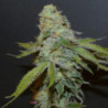 Boofalicius de Bask Triangle Farms