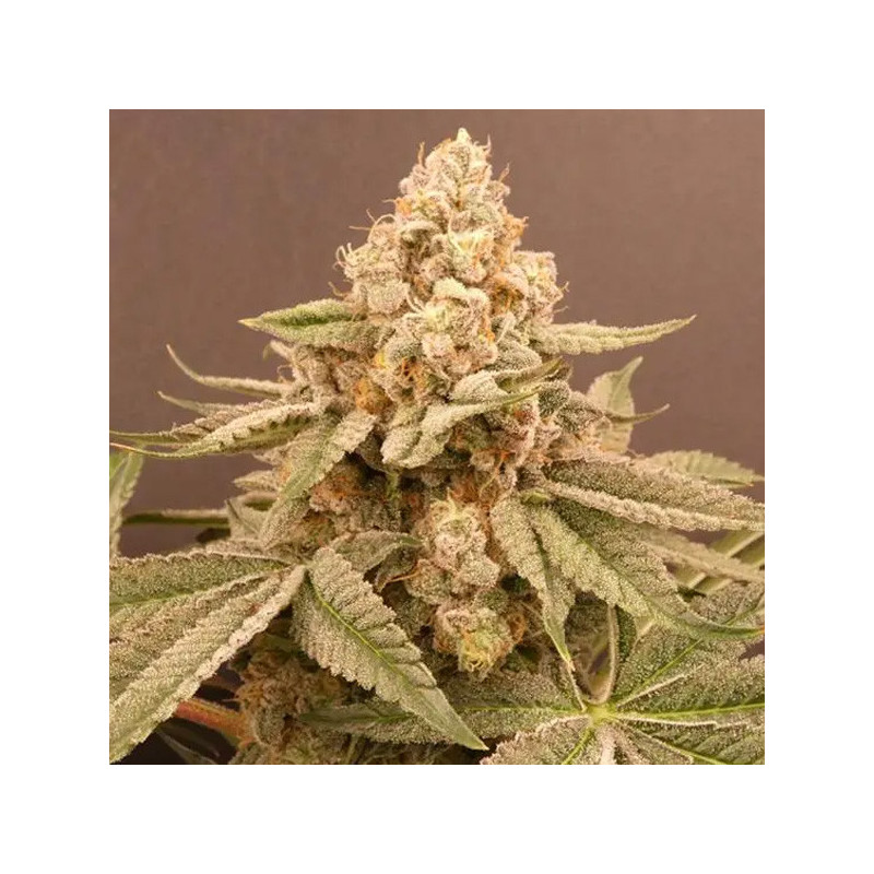 Buzz Bunny Bask Triangle Farms 3+1 semillas