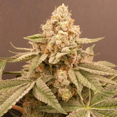 Buzz Bunny Bask Triangle Farms 3+1 semillas