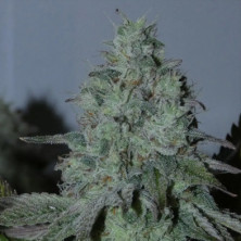 Citrus Hashquake Bask Triangle Farms 3+1 semillas