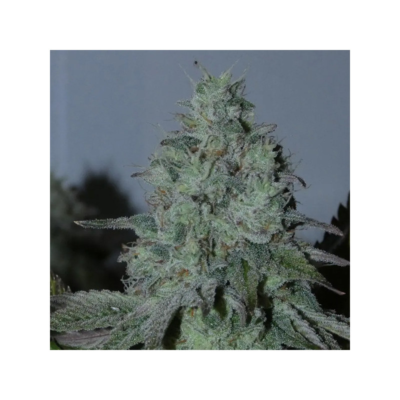 Citrus Hashquake Bask Triangle Farms 3+1 semillas