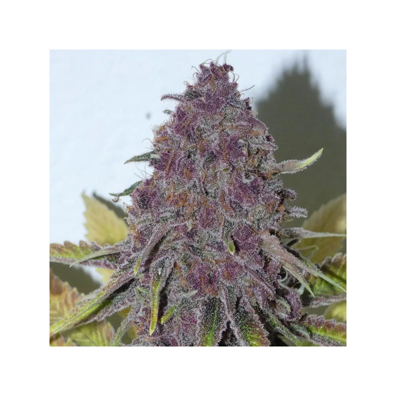 Forbidden Boof Bask Triangle Farms 3+1 semillas
