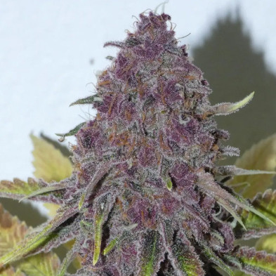Forbidden Boof Bask Triangle Farms 3+1 semillas