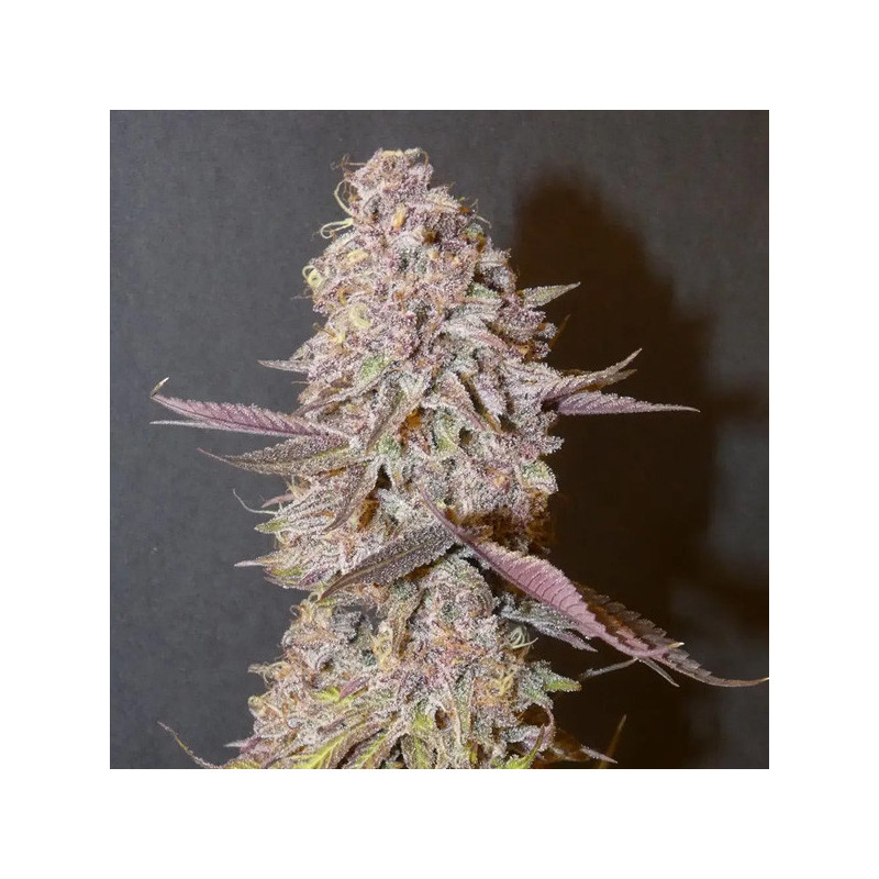 Forbidden Push Pop Bask Triangle Farms 3+1 semillas