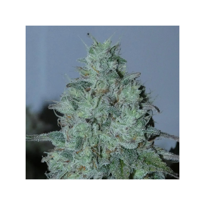 Fritter Burger Bask Triangle Farms 3+1 semillas