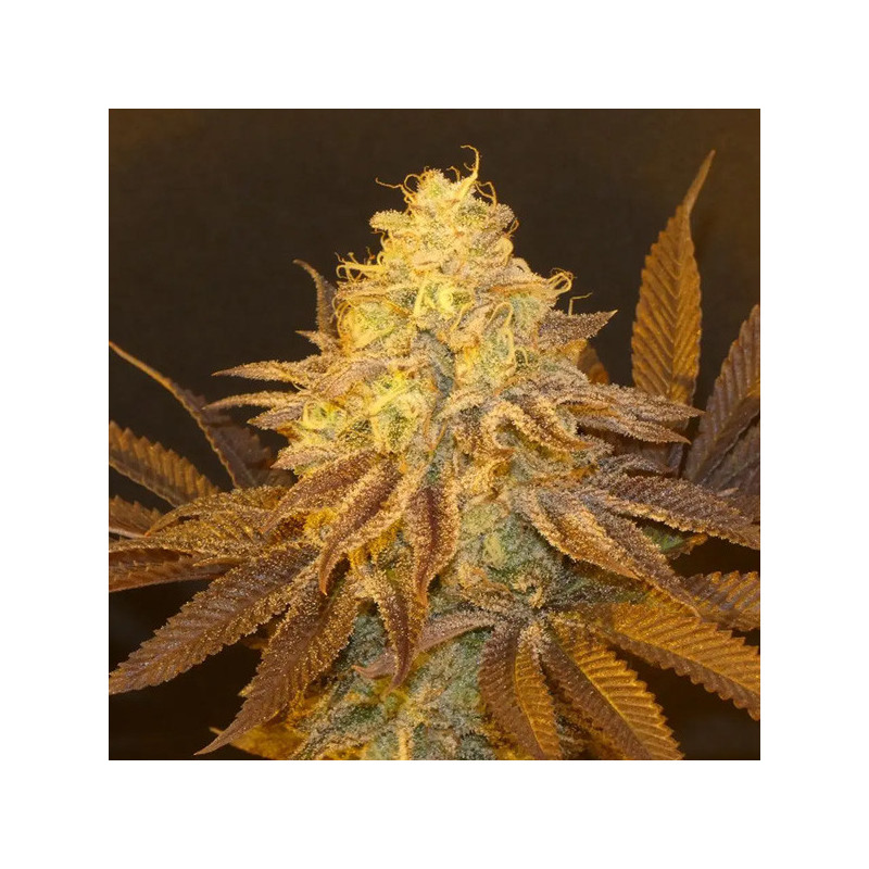 Fruit Popz Bask Triangle Farms 3+1 semillas
