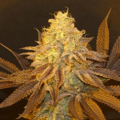Fruit Popz Bask Triangle Farms 3+1 semillas