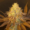 Fruit Popz de Bask Triangle Farms
