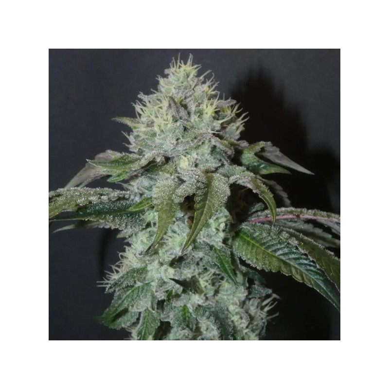 Guaya Burger Bask Triangle Farms 3+1 semillas