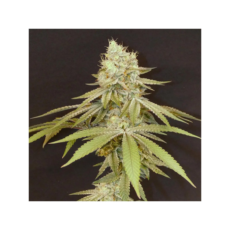 Izozki Boom Bask Triangle Farms 3+1 semillas