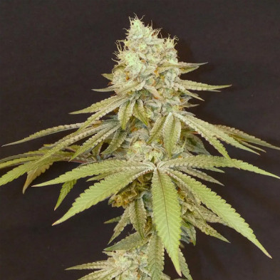 Izozki Boom Bask Triangle Farms 3+1 semillas
