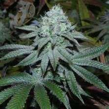 Lamia Bask Triangle Farms 3+1 semillas