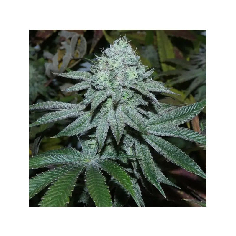 Lamia Bask Triangle Farms 3+1 semillas