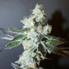 PapayaBoof Bask Triangle Farms 3+1 semillas