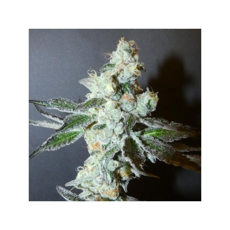 PapayaBoof Bask Triangle Farms 3+1 semillas