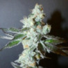 PapayaBoof de Bask Triangle Farms