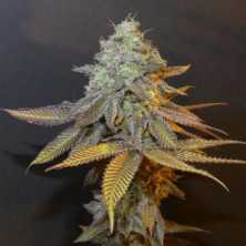 Planet Express Bask Triangle Farms 3+1 semillas