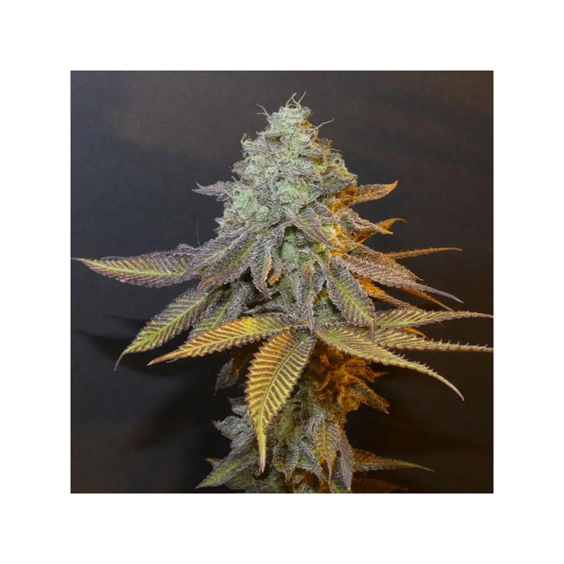 Planet Express Bask Triangle Farms 3+1 semillas