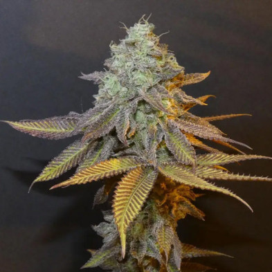Planet Express Bask Triangle Farms 3+1 semillas