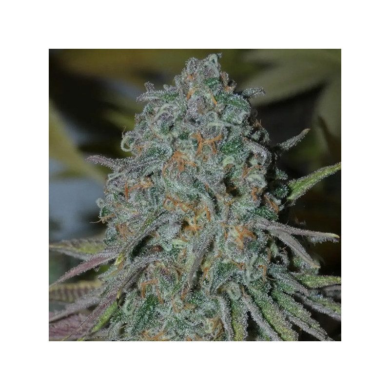 RainBoof Bask Triangle Farms 3+1 semillas