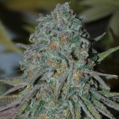 RainBoof Bask Triangle Farms 3+1 semillas