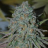 RainBoof de Bask Triangle Farms