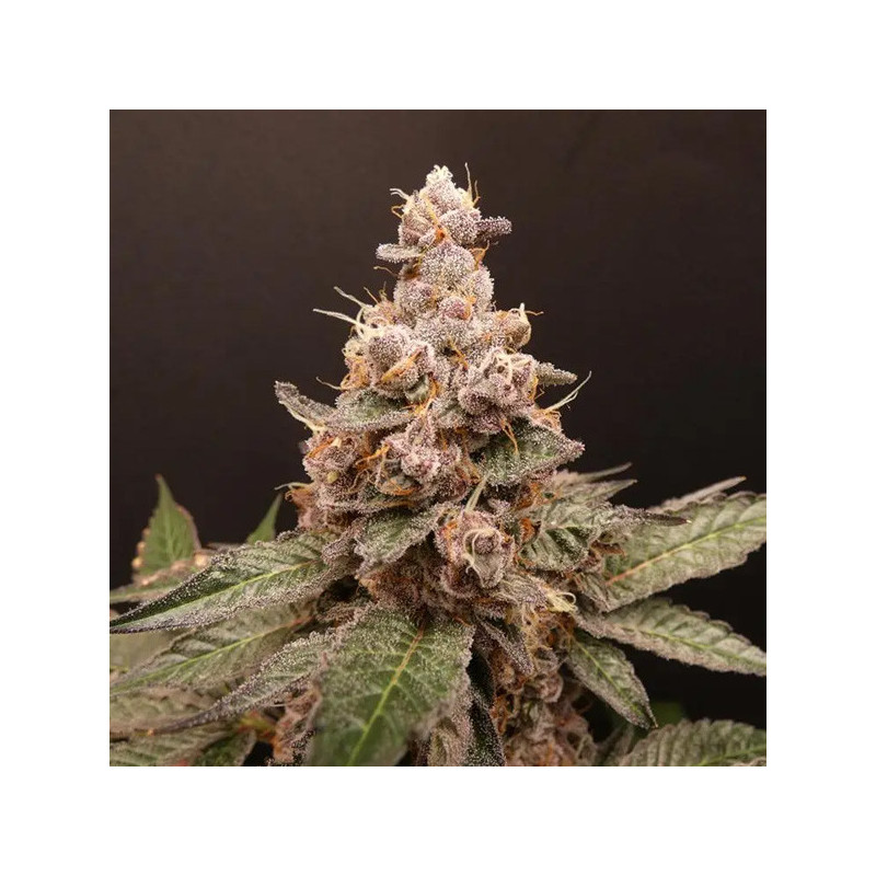 Trop Cherry Hash Bask Triangle Farms 3+1 semillas