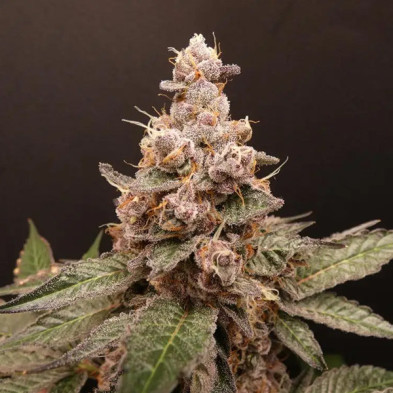 Trop Cherry Hash Bask Triangle Farms 3+1 semillas