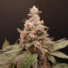 Trop Cherry Hash de Bask Triangle Farms