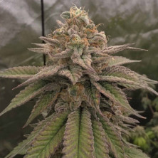Bloody Cherry Bask Triangle Farms 13 semillas