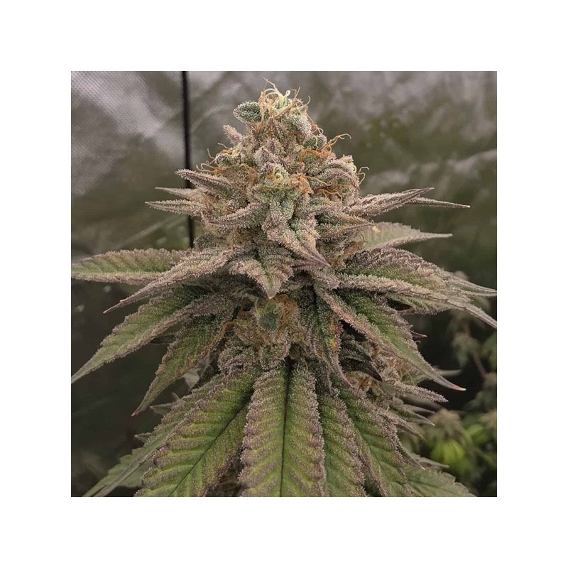 Bloody Cherry Bask Triangle Farms 13 semillas