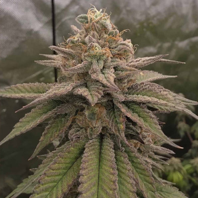 Bloody Cherry Bask Triangle Farms 13 semillas