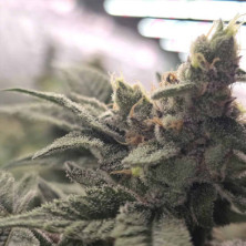 Crazy Banana Bask Triangle Farms 13 semillas