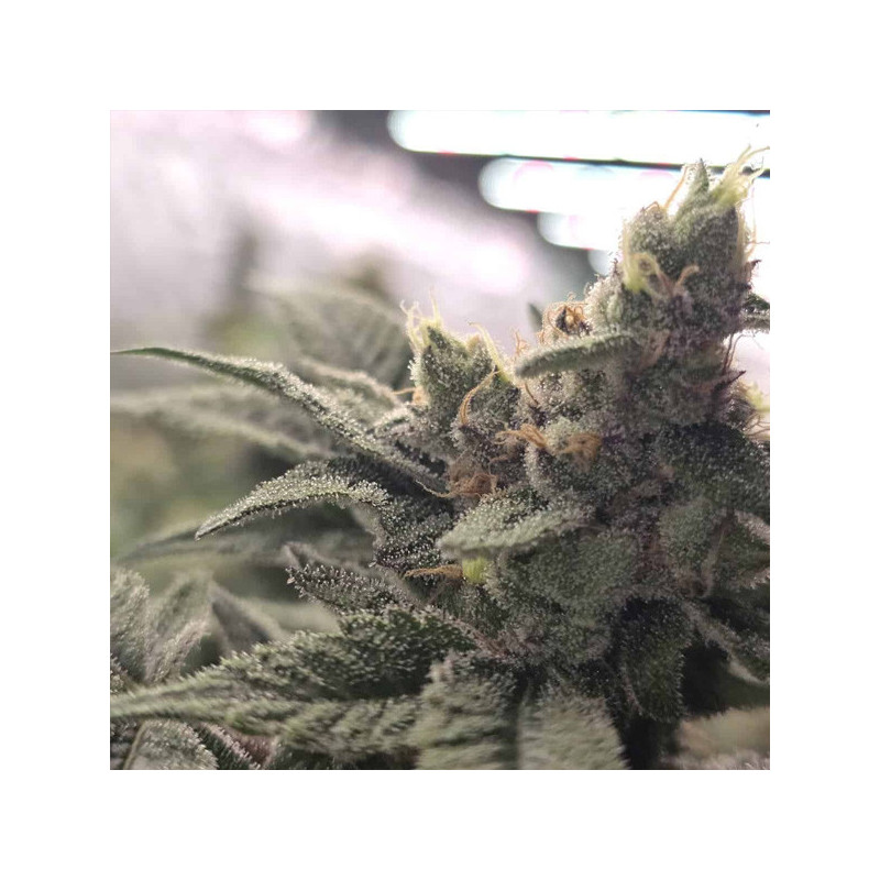Crazy Banana Bask Triangle Farms 13 semillas