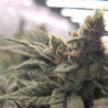 Crazy Banana Regular de Bask Triangle Farms