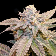 Geriza Bask Triangle Farms 13 semillas