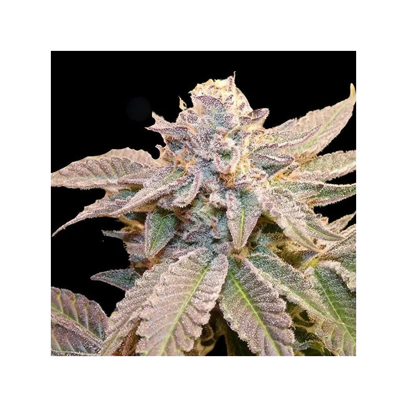 Geriza Bask Triangle Farms 13 semillas