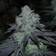 Milkybarz Bask Triangle Farms 13 semillas