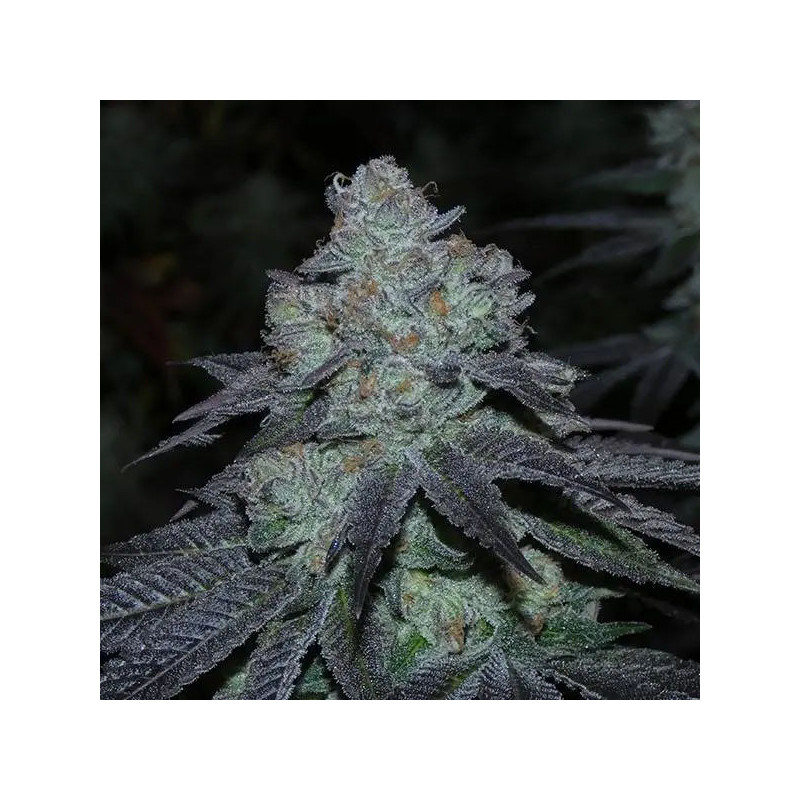 Milkybarz Bask Triangle Farms 13 semillas