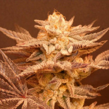 Peachy Blinders Bask Triangle Farms 13 semillas