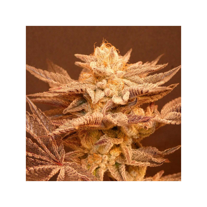 Peachy Blinders Bask Triangle Farms 13 semillas