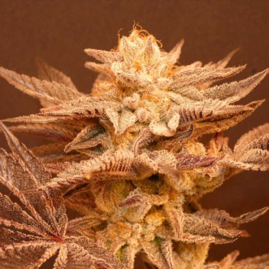 Peachy Blinders Bask Triangle Farms 13 semillas
