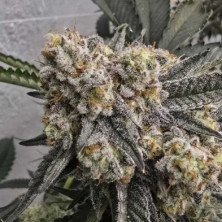 Zchupz Bask Triangle Farms 13 semillas