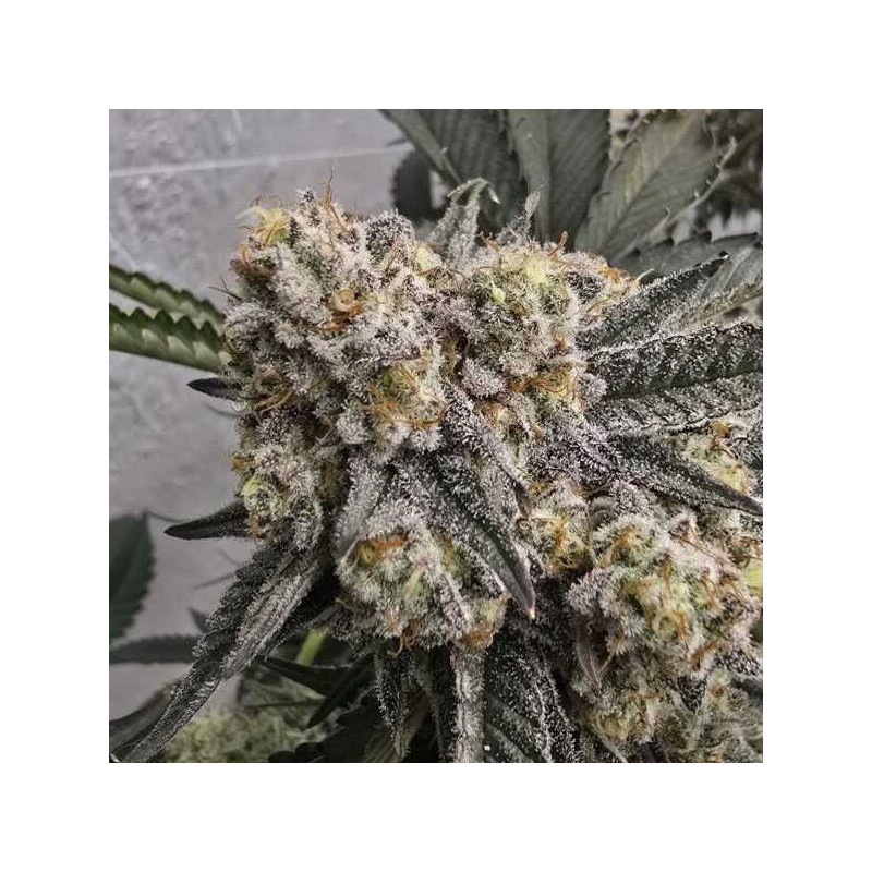 Zchupz Bask Triangle Farms 13 semillas