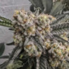 Zchupz Regular de Bask Triangle Farms