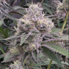 Ztrawberry Soup Bask Triangle Farms 13 semillas